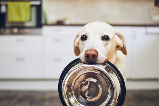 Choosing the best sale best dog food