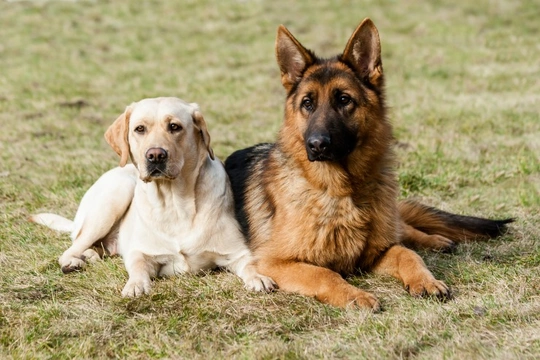 Achromatopsia in the German shepherd and Labrador retriever dog breeds