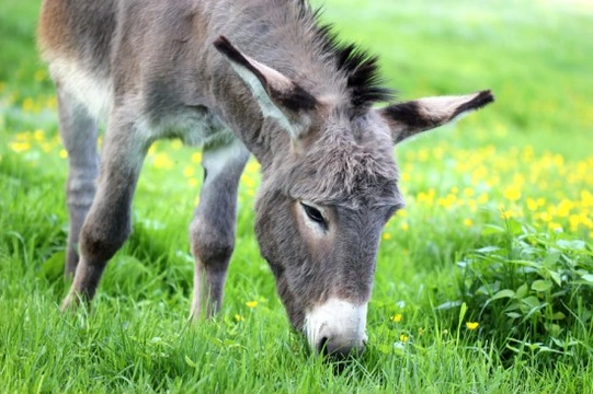 Sharing your life with donkeys
