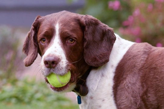 Tennis ball fuzz hot sale bad for dogs