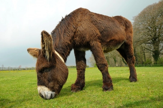The Poitou Donkey - The Biggest Breed in the World