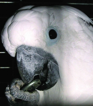 Vybíráte „pet“ velkého papouška? – Kakadu bílý