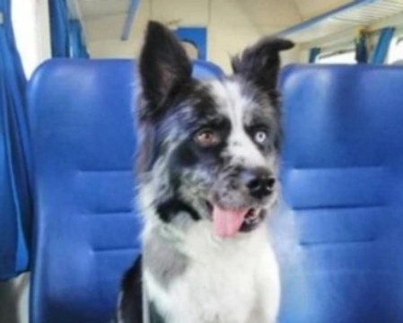 Adozioni cani: la storia di Lucky, bellissimo blue-merle