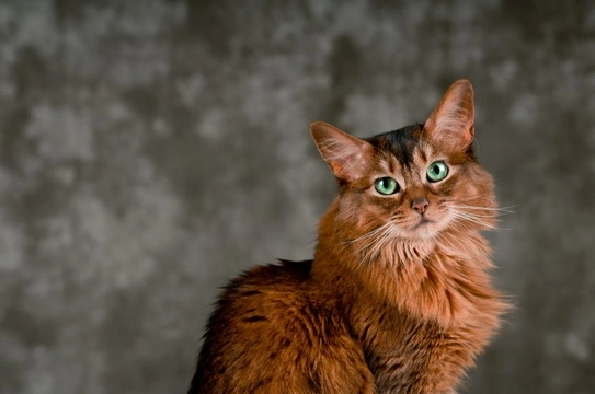 Immune-mediated Thrombocytopenia in Cats | Pets4Homes