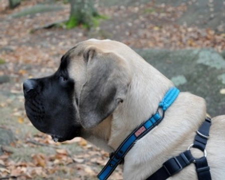 Mastiff: prezzo, carattere e aspetto di questo cane gigante
