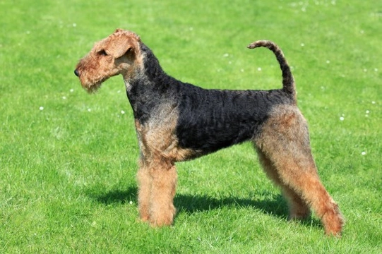 Health issues commonly seen in the Airedale terrier