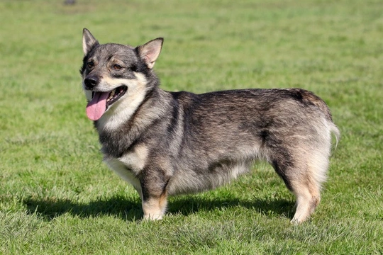 Is the Swedish Vallhund the Right Choice for You?