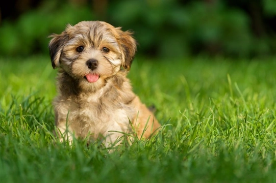 Five types of garden fertilizers to avoid if you have a dog