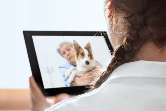 Online veterinář: Poradenství na dálku v praxi
