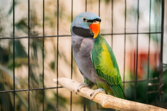 Keeping your parrot or other pet bird calm and safe on Guy Fawkes night