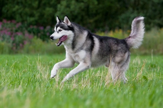 American store inuit dog