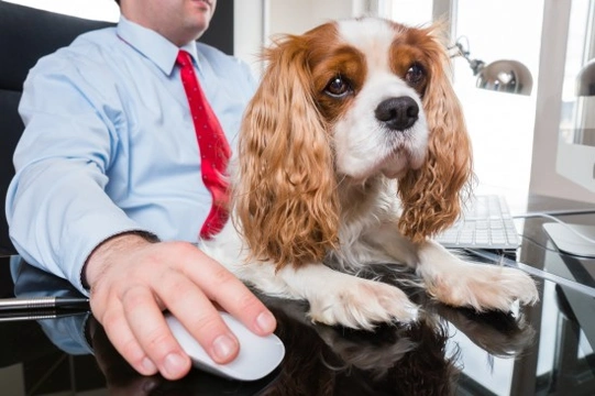 Pet Friendly Companies, and Etiquette When Taking Your Dog to Work