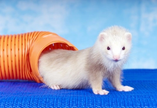 Ten fun games to play with your ferrets
