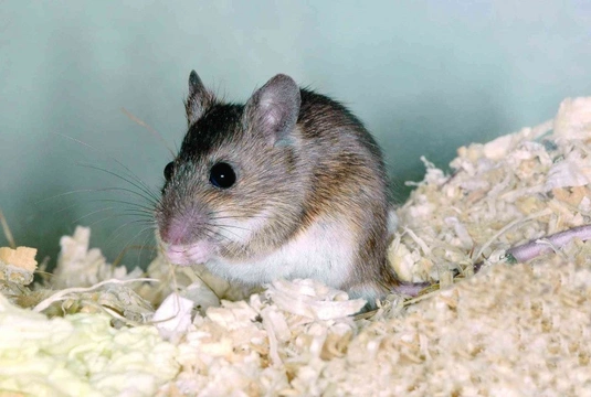 Myšice malooká (Apodemus uralensis)