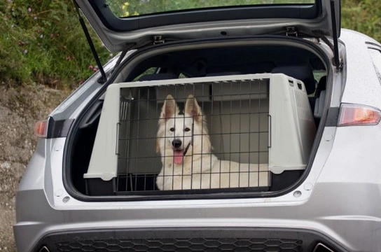 Keeping your dog safe in the car