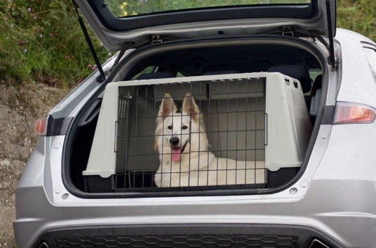 Transporting puppy in store car