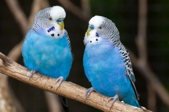 Buying a budgie shop from a pet store