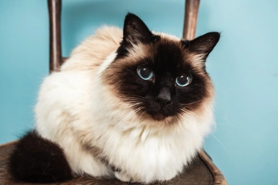 What Burmese cat owners need to know about feline orofacial pain ...