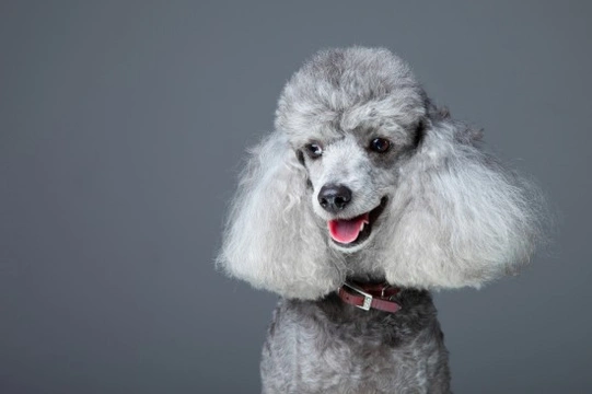 Standard poodle health and longevity