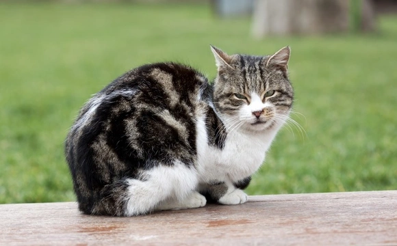 UK Laws on Keeping Feral Cats