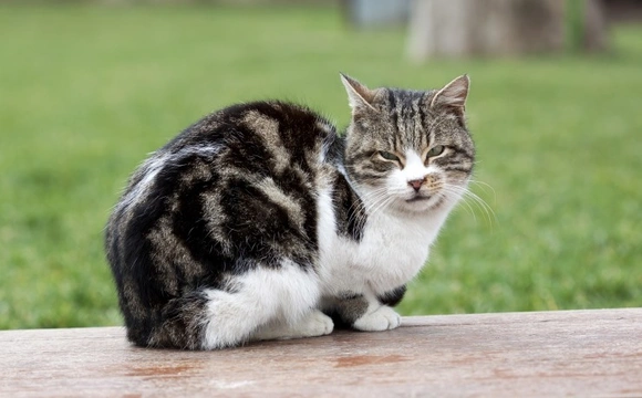 Reporting store stray cats