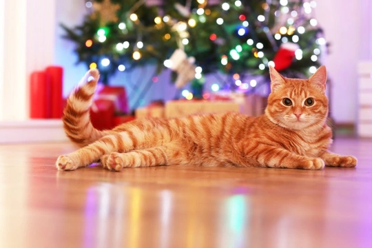Keeping your cat safe and happy over the holidays