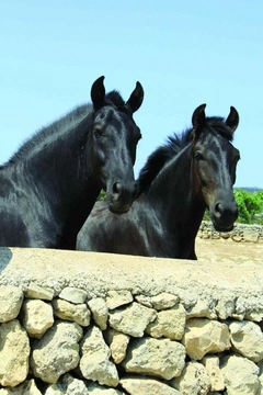 Ostrov koní – Menorca
