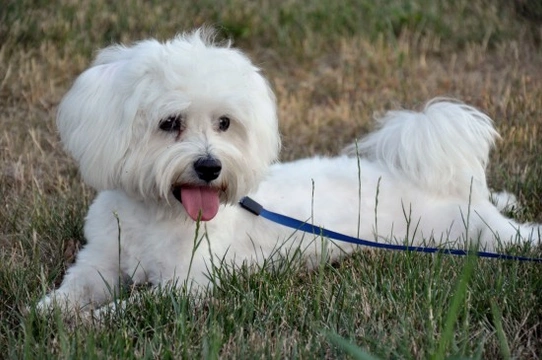 Maltese dog hereditary health and health testing