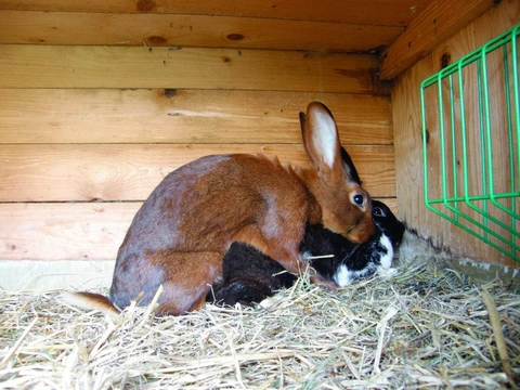 Základy králíkářství v otázkách a odpovědích – VI. Jak správně postupovat v reprodukci králíků?