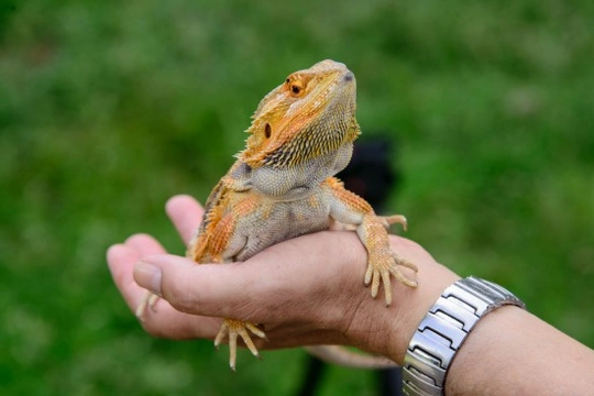 Reptiles that store make good pets