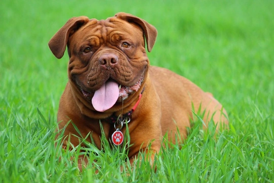 Digital hyperkeratosis (DH) health testing for the Dogue de Bordeaux