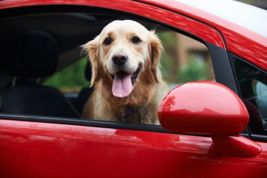Does your dog enjoy going out in the car? Here’s why
