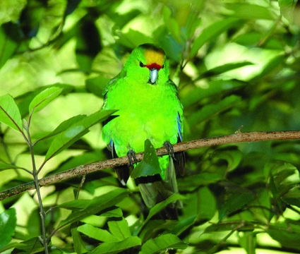 Chování papouška ovlivňuje také pelichání