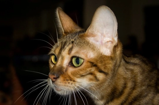 More information on the unusual Toyger cat breed