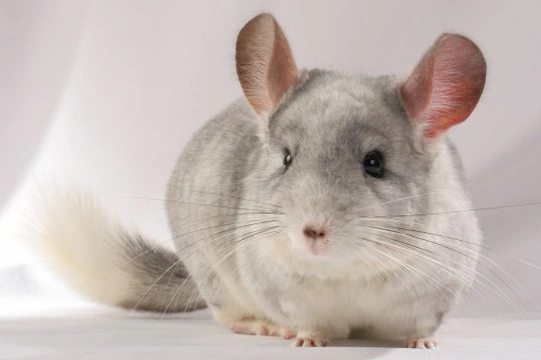 About chinchillas hot sale