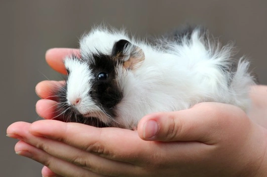 How to Treat Ringworm in Guinea Pigs