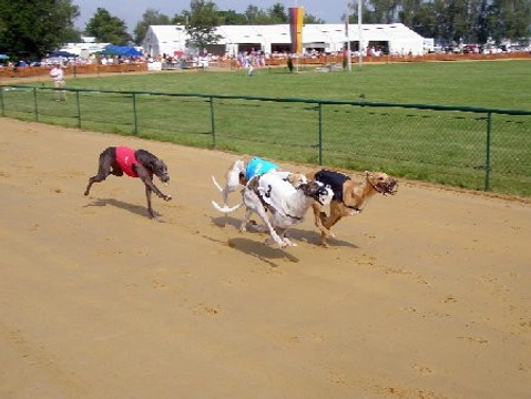 Mistrovství světa v dostizích chrtů 9.–10. 6. 2007