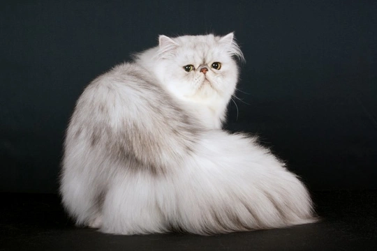 Why is the Persian such a popular pedigree cat breed?