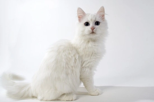 The Turkish Angora cat- a beautiful longhaired companion