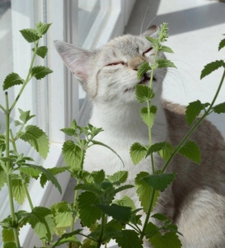 Growing Cat Friendly plants