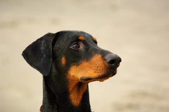 Is a Doberman Pinscher the Right Dog for You?