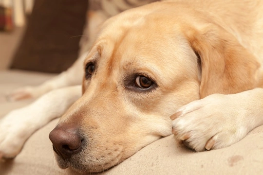 Five ways to help your dog’s anxiety over the New Year’s period