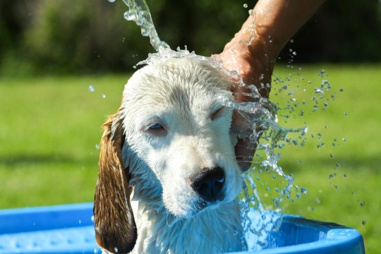 If Dogs Love Swimming, How Come They Hate Being Bathed?