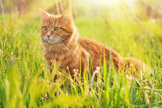 How do cats keep their cool when the weather is hot?