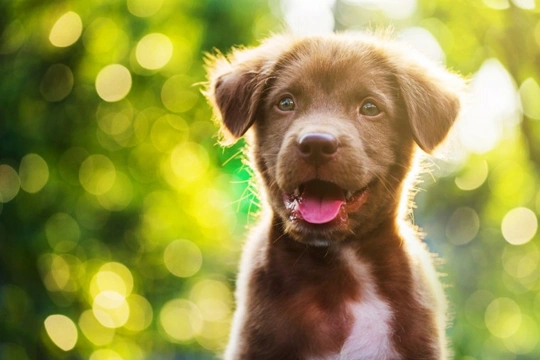 5 common puppy training misconceptions 