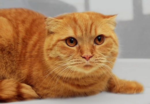 All about the Scottish Fold cat