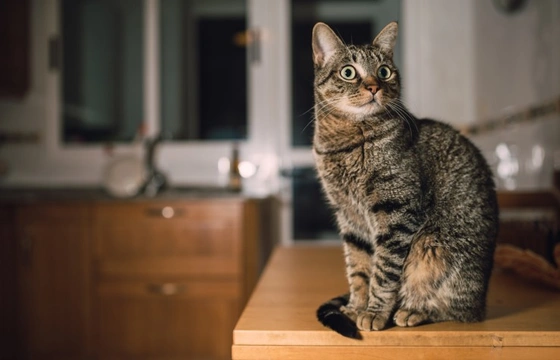Keeping your cat off worktops and counters