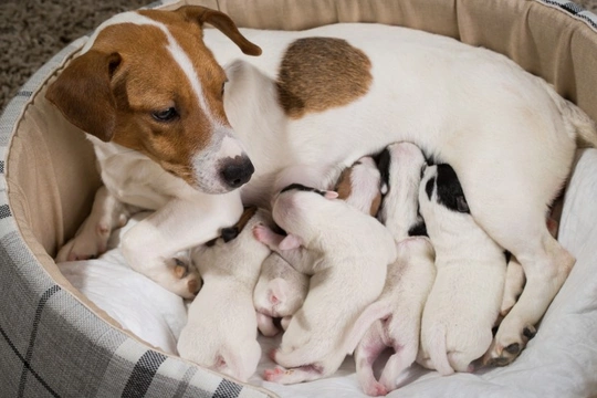 Mother dog biting newborn hot sale puppies