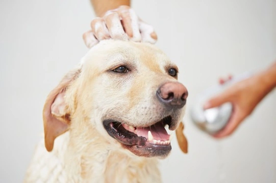 Where to bathe your dog