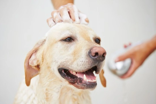 Places to bathe your dog store near me